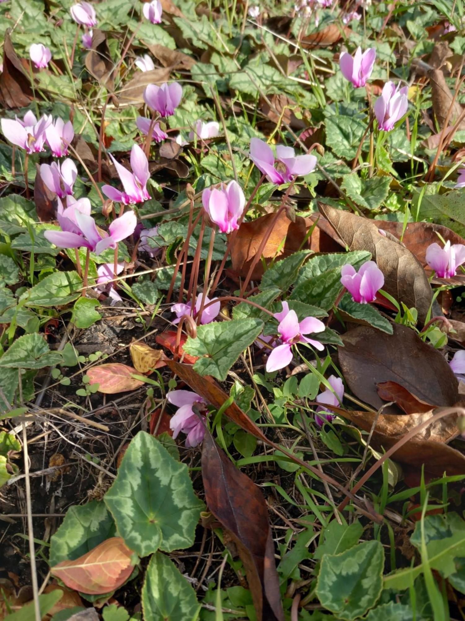 Апартаменты Les Cyclamens 1 Cosne-Cours-Sur-Loire Экстерьер фото